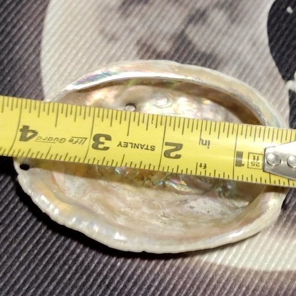 Small Abalone Seashell - Picture 3 of 5